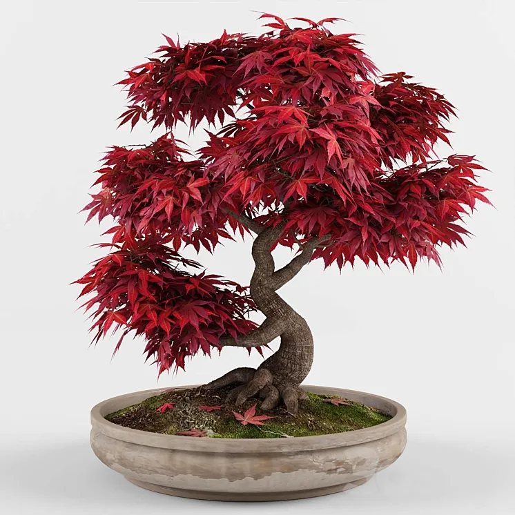 Bonsai japanese maple decorative tree 3DS Max