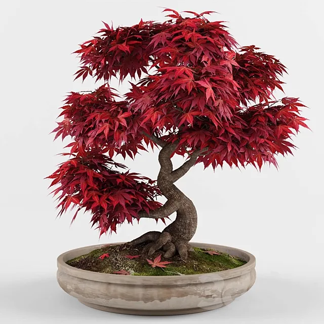 Bonsai japanese maple decorative tree 3DSMax File