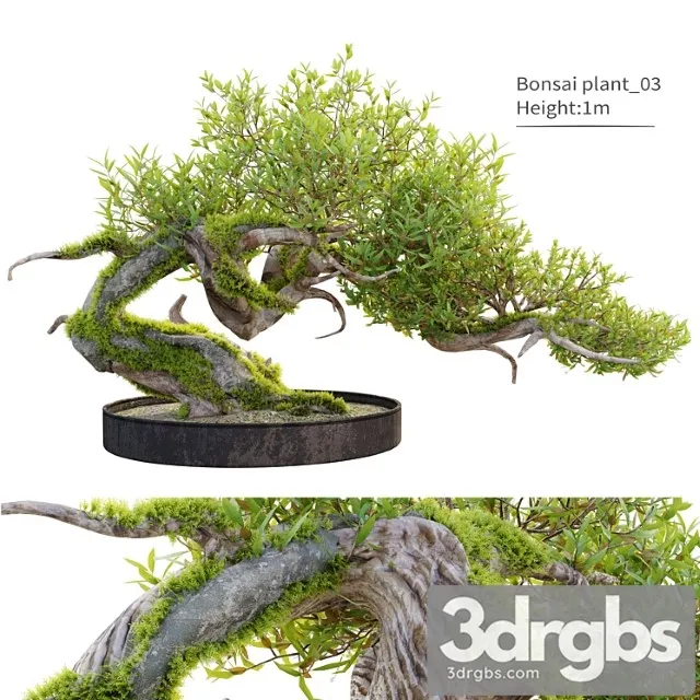 Bonsai plant 03