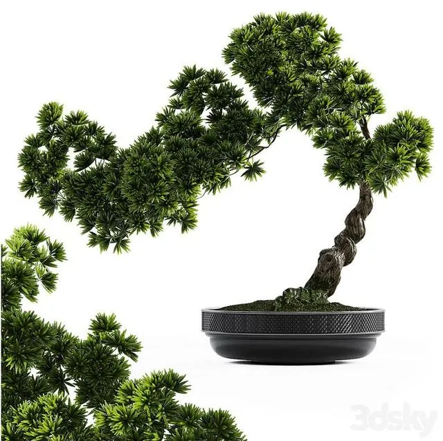 Bonsai plant (low pot) 3dsMax Model