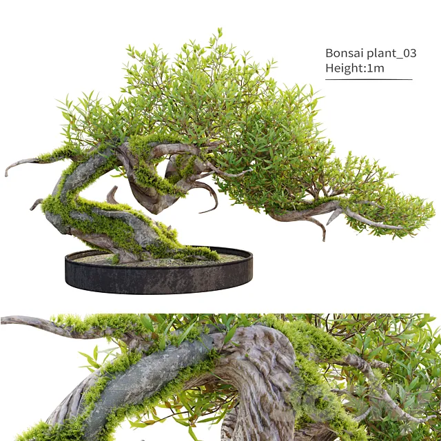 Bonsai plant_03 3DS Max Model