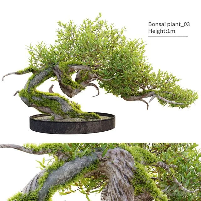 Bonsai plant_03 3dsMax Model
