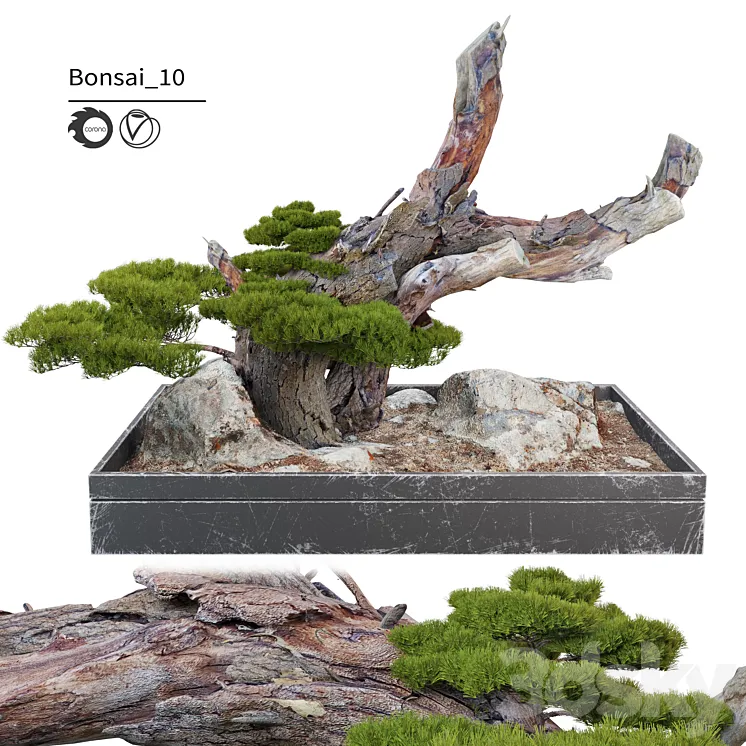 Bonsai plant_10 3DS Max Model