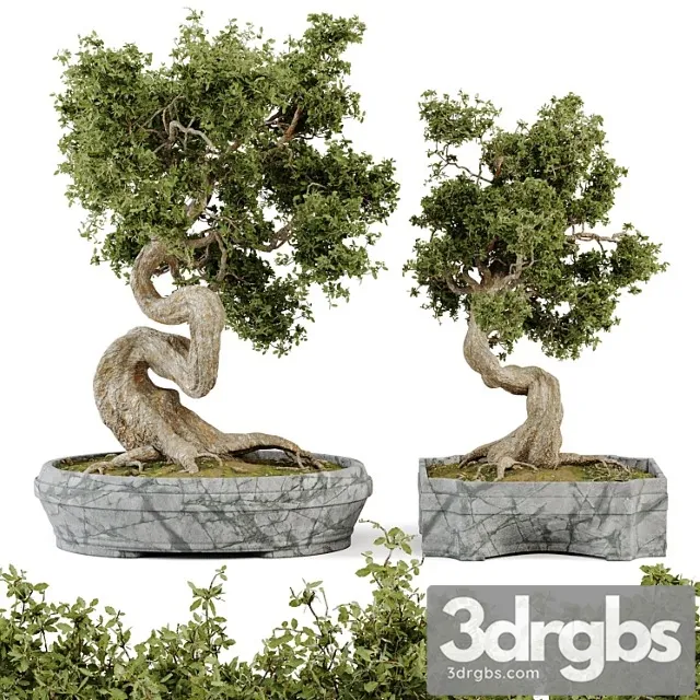 Bonsai set vol.01