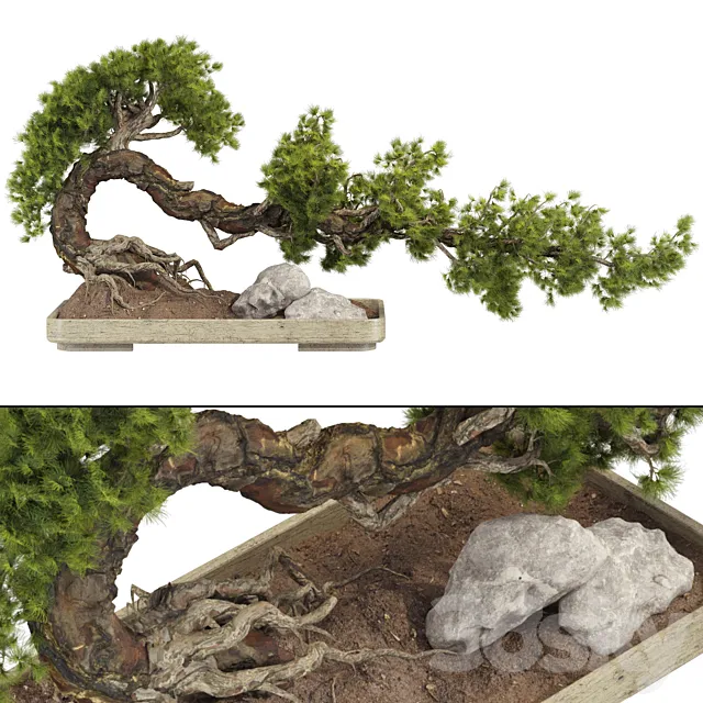 Bonsai Tree 229 3ds Max