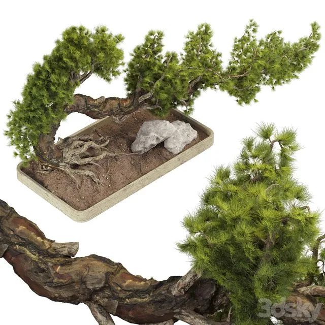 Bonsai Tree 229 3dsMax Model