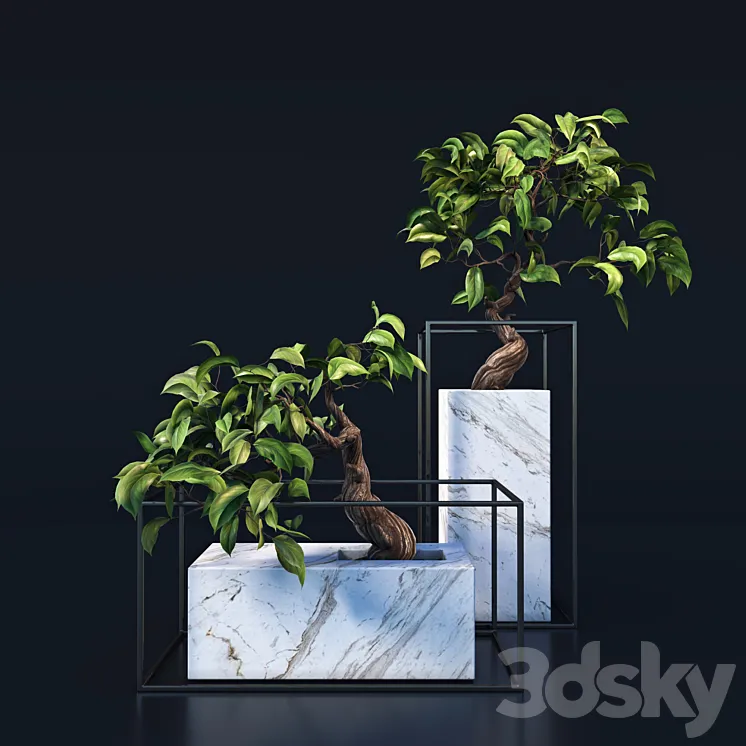 bonsai Tree 3DS Max