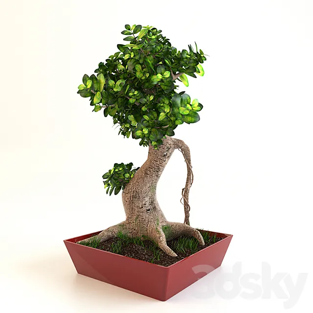 Bonsai Tree 3DSMax File