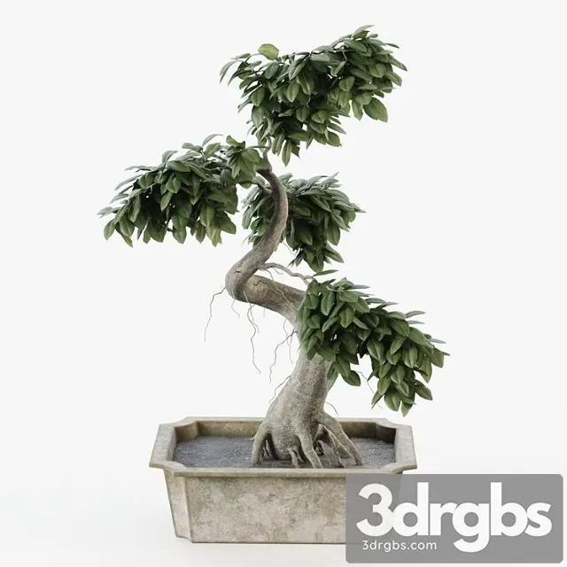 Bonsai tree ficus