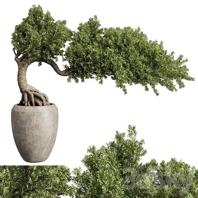 Bonsai Tree in an old concrete vase indoor plant 356 3DSMax File