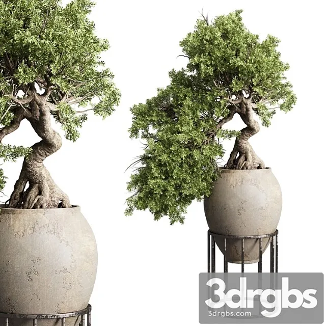 Bonsai Tree In An Old Earthenware Vase Indoor Plant 343 3dsmax Download