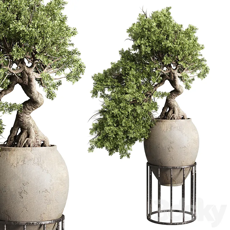 Bonsai tree in an old earthenware vase indoor plant 343 3DS Max Model