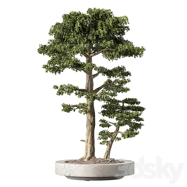 Bonsai Tree Indoor Plant Set.229 3dsMax Model