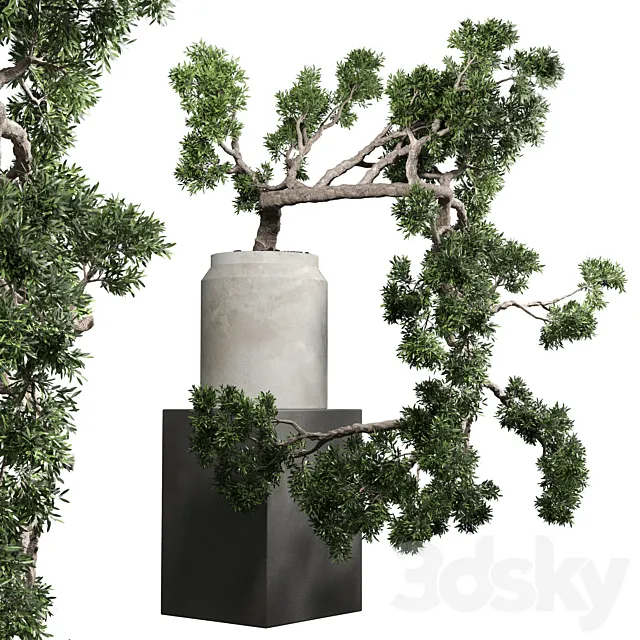 bonsai tree vase old concrete dirt pot 3DS Max Model