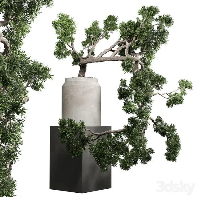Bonsai tree vase old concrete dirt pot 3dsMax Model