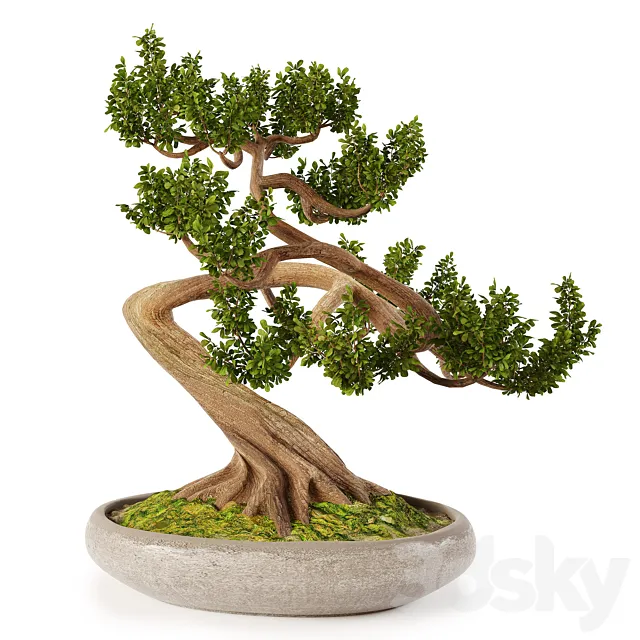 Bonsai w01 3DS Max Model