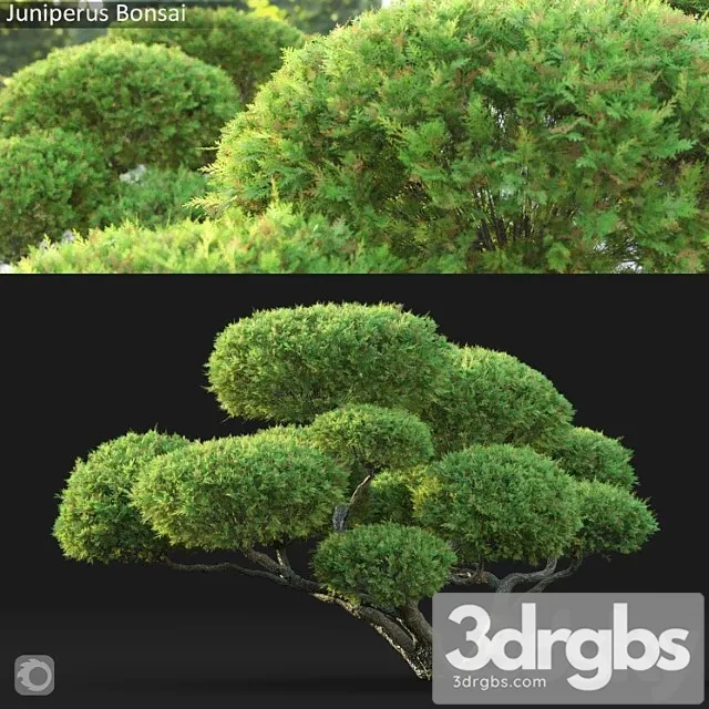 Bonsai