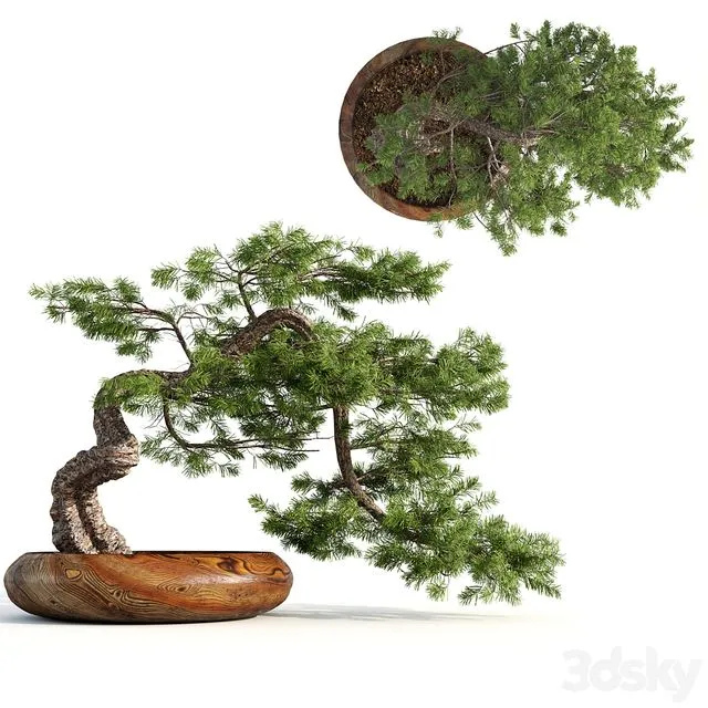 bonsai04 3dsMax Model