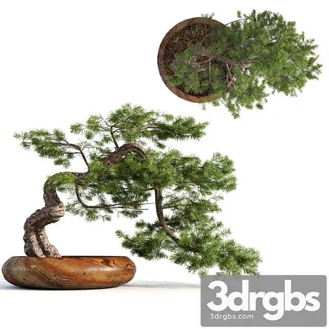 Bonsai04