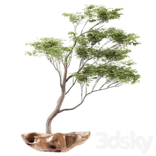 bonsai5 3DS Max Model