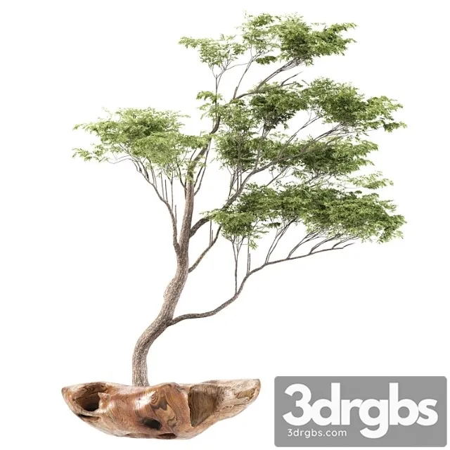 Bonsai5