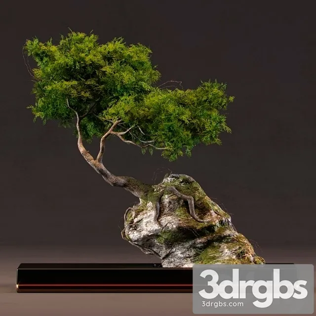 Bonsai_222