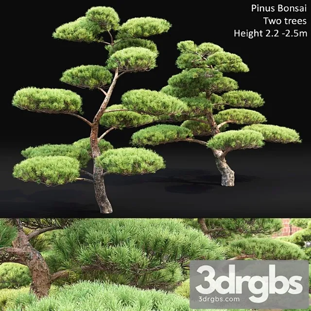 Bonsai_3