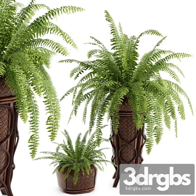 Boston fern