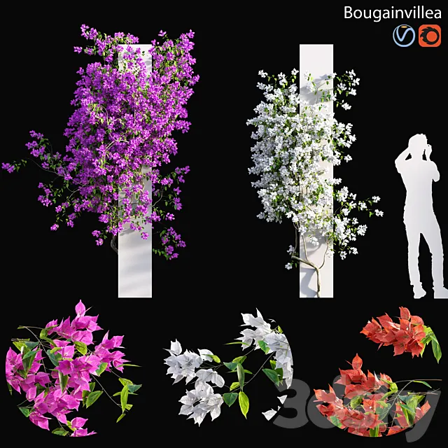 Bougainvillea – 01 3ds Max