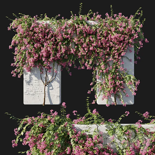 Bougainvillea 02 3DS Max Model