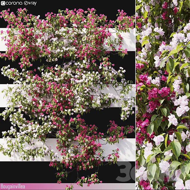 Bougainvillea 06 3DS Max Model