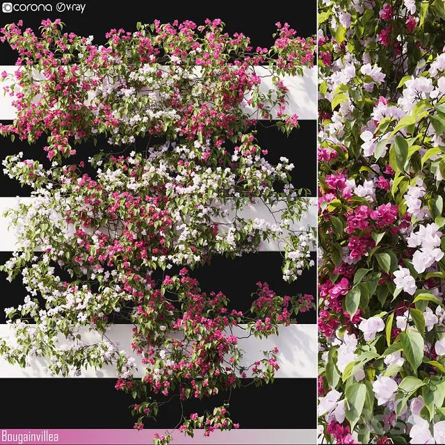 Bougainvillea 06 3dsMax Model