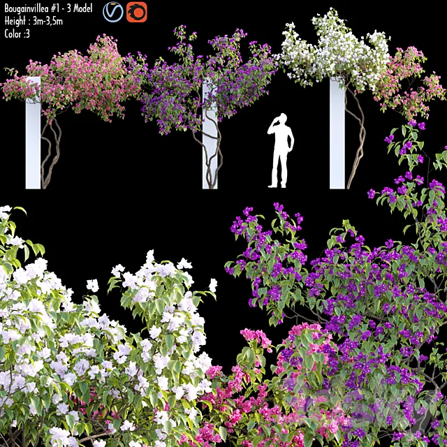 Bougainvillea 07 3ds Max