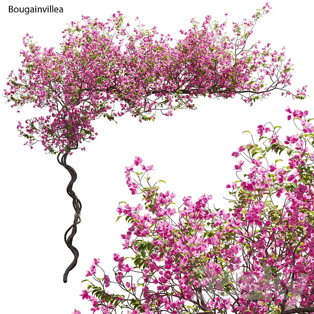 Bougainvillea 11 3DS Max Model