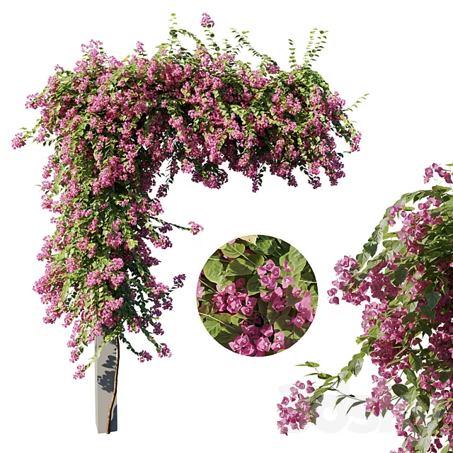 Bougainvillea 3DS Max Model