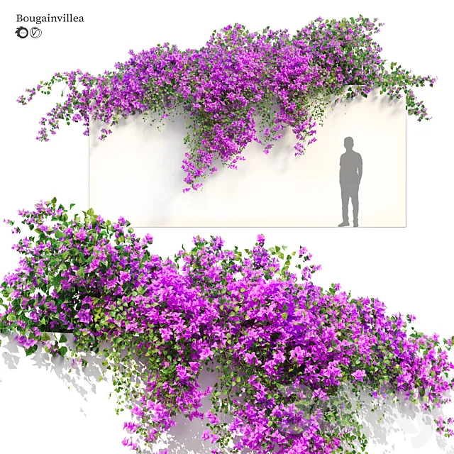 Bougainvillea 3dsMax Model