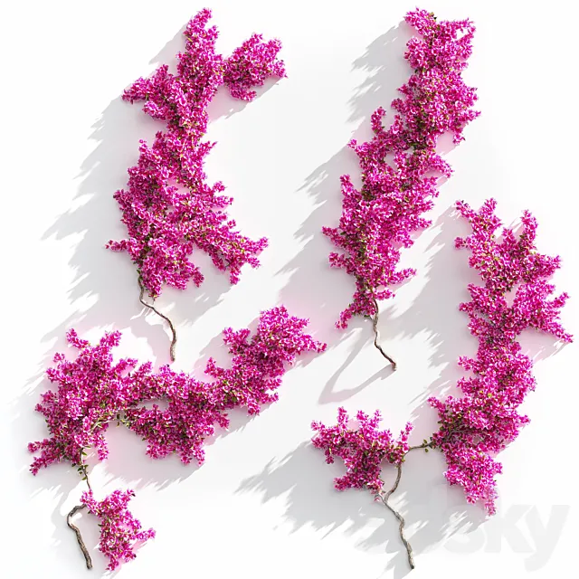 Bougainvillea for walls. 4 models 3ds Max