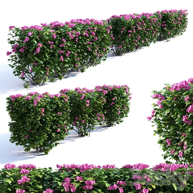 Bougainvillea Hedge 0 8 M Height 2 3dsmax Download