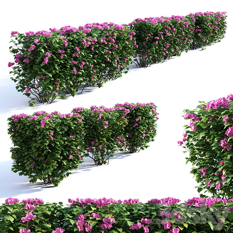 Bougainvillea Hedge 0.8 m Height 3DS Max