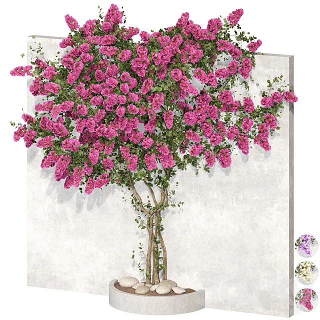 Bougainvillea plant 02 3DS Max Model