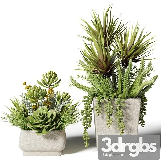 Bouquets of Succulents in Square Pots 3dsmax Download