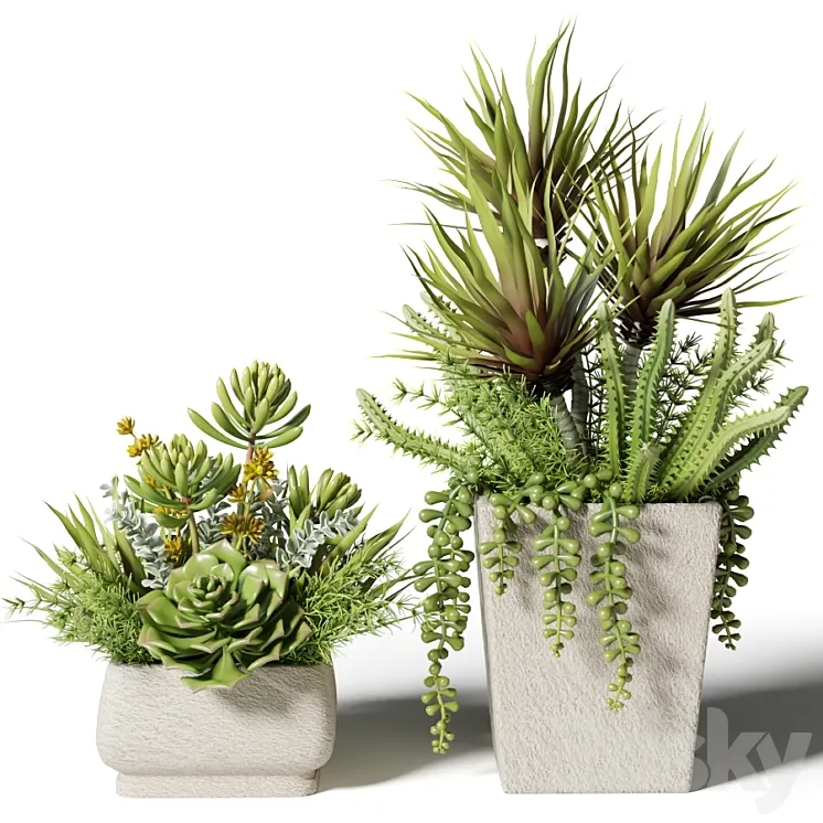 Bouquets of succulents in square pots 3DS Max
