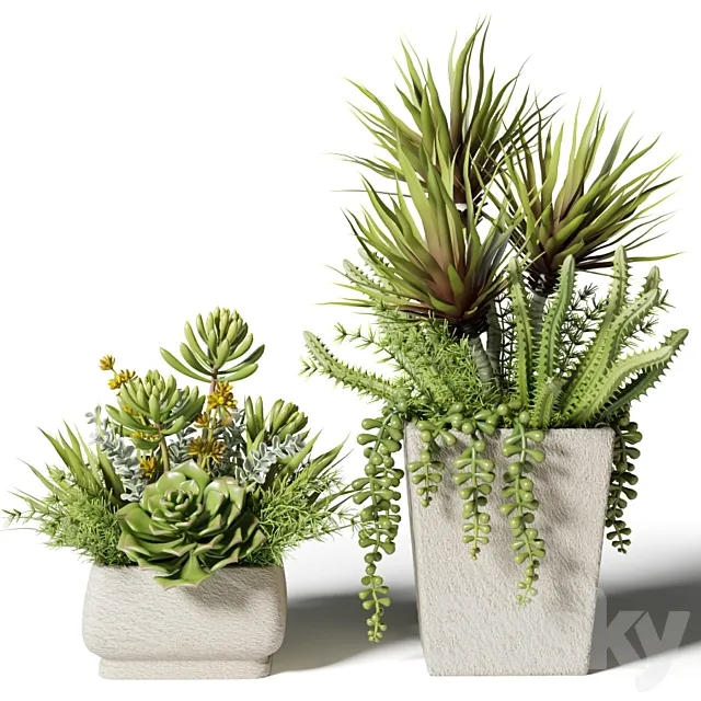 Bouquets of succulents in square pots 3DSMax File