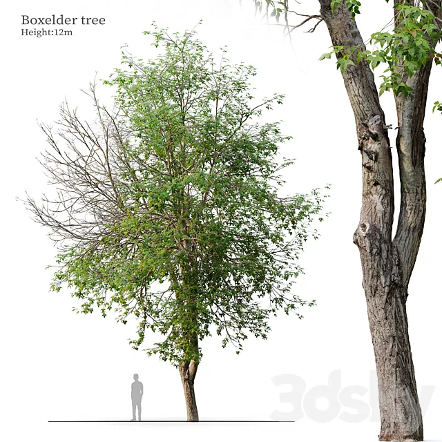 boxelder tree 3ds Max