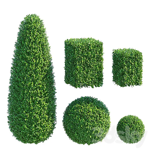 Boxwood 3ds Max