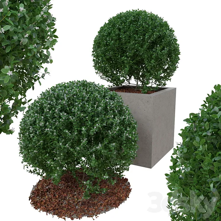 Boxwood bush in the form of a ball 3DS Max