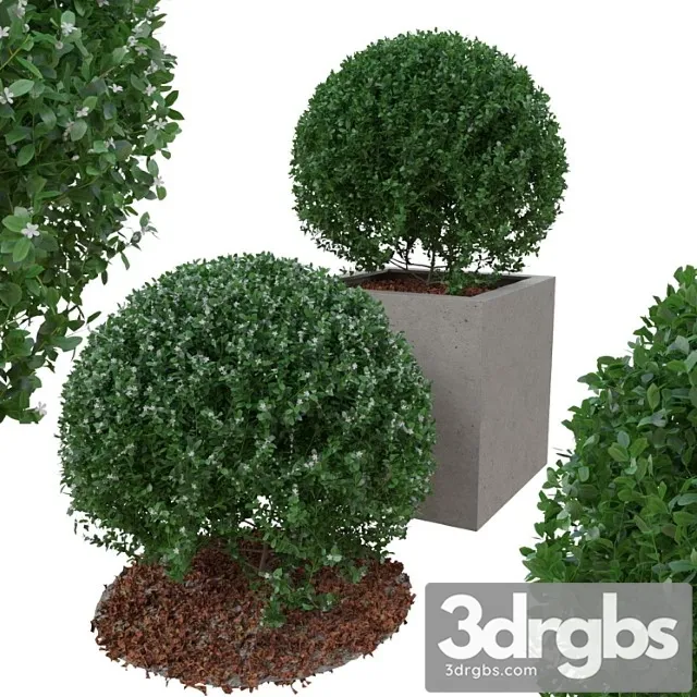 Boxwood bush in the form of a ball