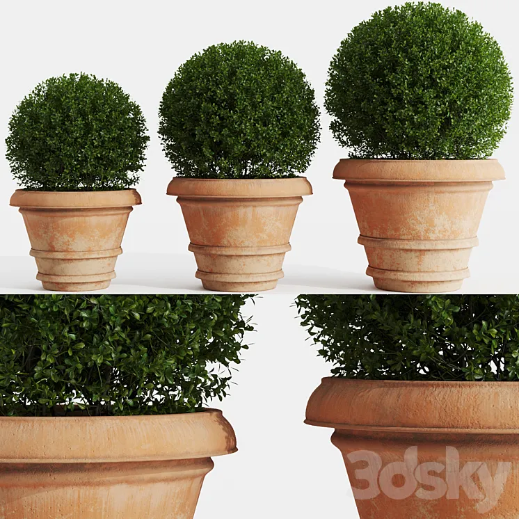 Boxwood evergreen in clay pots 3DS Max