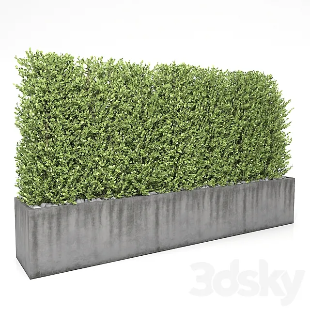 Boxwood – hedge 3ds Max