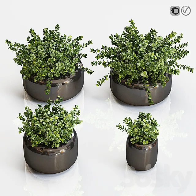 Boxwood plants in a black vase 3ds Max